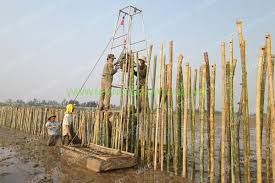 Quy trình- Biện pháp thi công cọc tre
